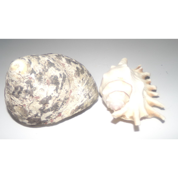 Natural Real Sea Shells Spike Spider Conch Magpie Shell Seashell Nautical Decor - Picture 10 of 14